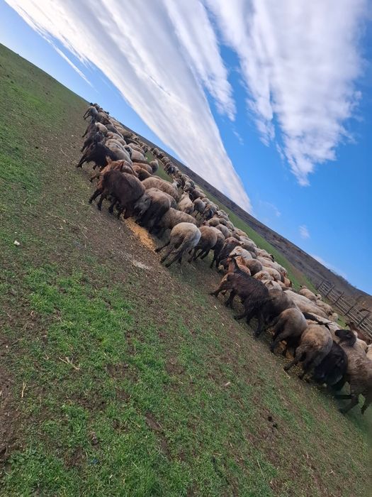 Oi si capre de vanzare