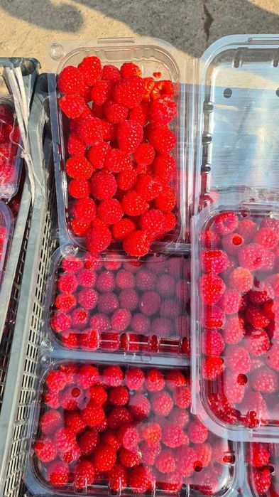 Ремонтатный Малина кочатлари сотувда