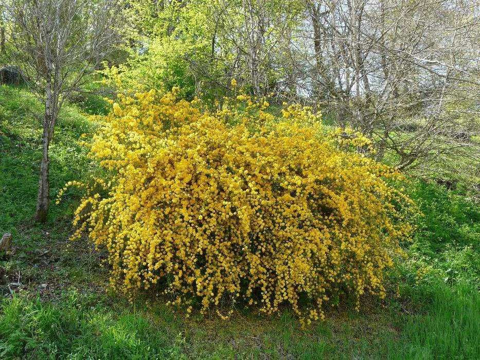 Berberis rosu sau galben(thunbergii) Kerria japonica Cornus alba