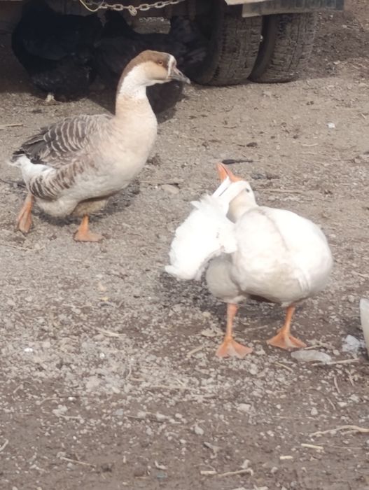 Гусс,қаз сатамын,продаю