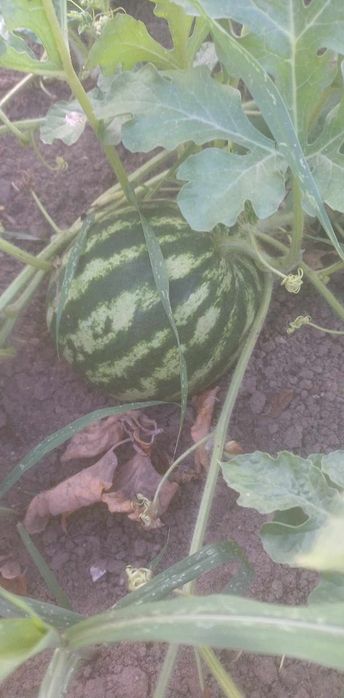 Продава се Къща в Пловдив, Тракия - 120 кв.м за 500 €/кв.м - Снимка #2