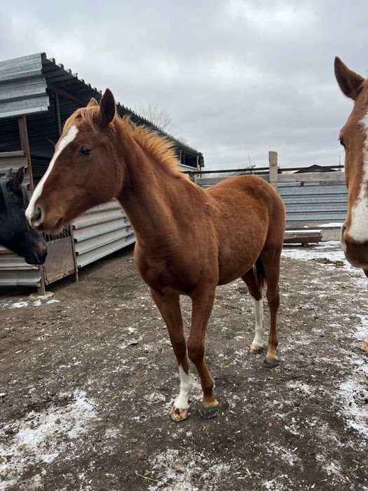 Тай сатылады чистокровный, продается