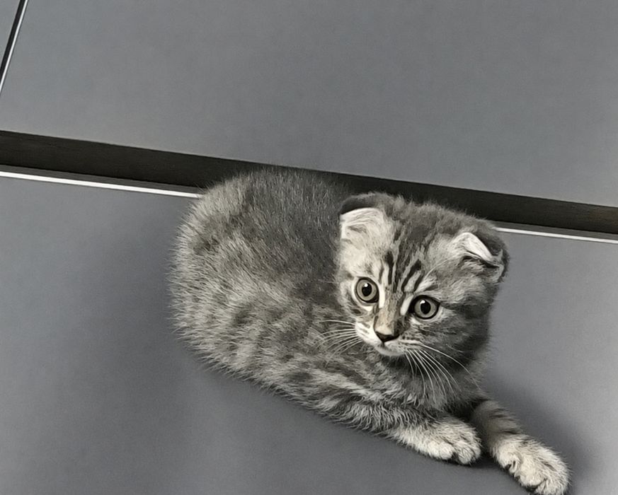 Котята породистые