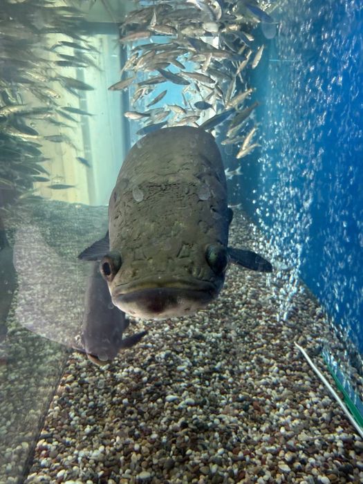Arapaima 65sm xishnik