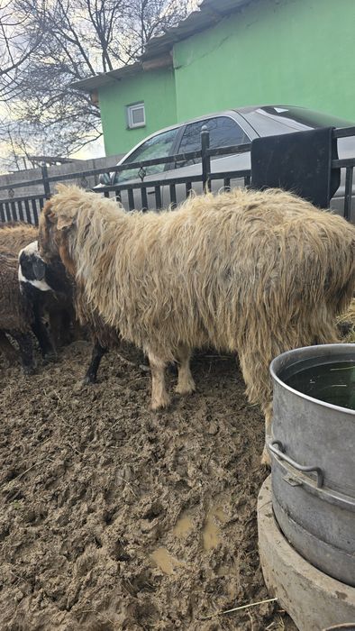 Кой 30 бас қошқар аралас