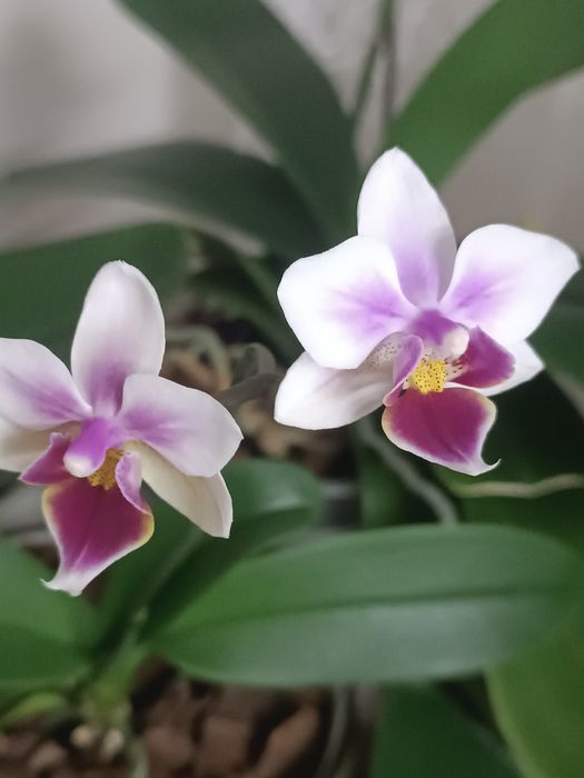 Орхидея фаленопсис