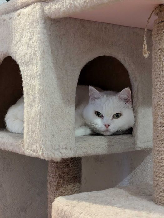 Ищем любящий дом для кошечки