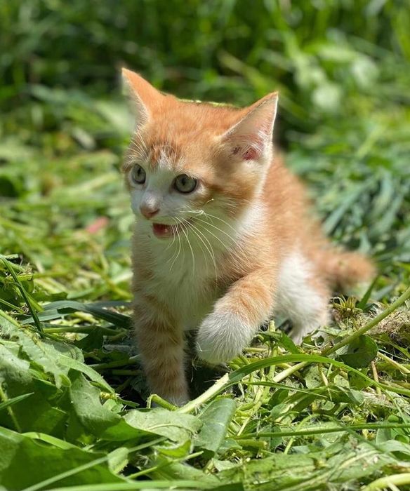 Котёнка в добрые руки