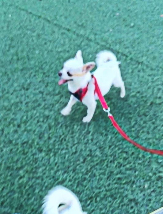 Мини мальчик чихуахуа