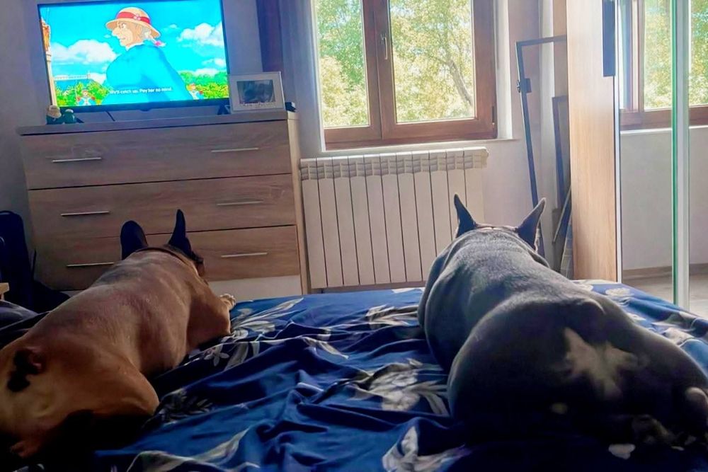 Cazare catei si pisici Petsitting Buzau