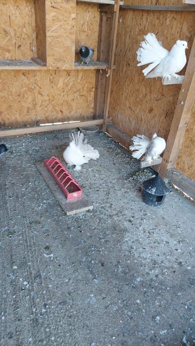 Porumbei voltați indieni