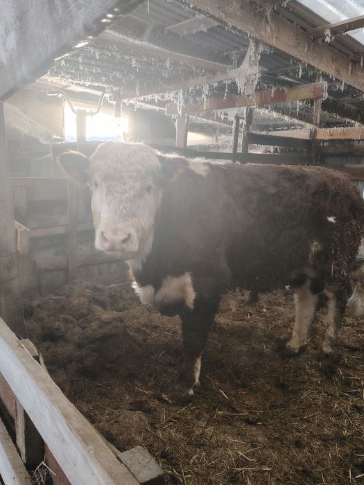 Продам Быка  на племя.