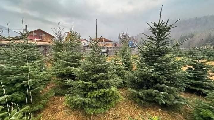 Vând copaci ornamentali tei mesteacăn platani brazi etc