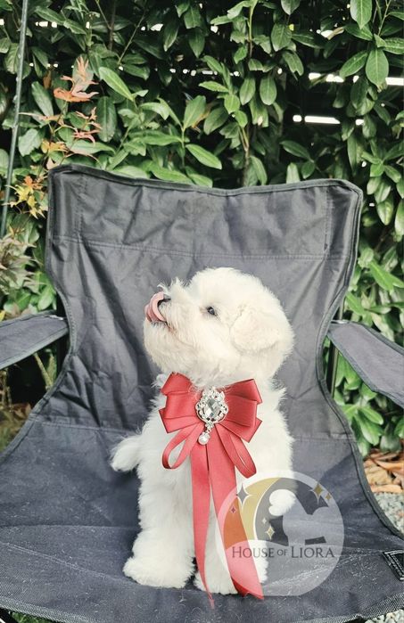 Bichon Frise FCI – Tată Campion România „Cum Laudae” | Pedigree AChR