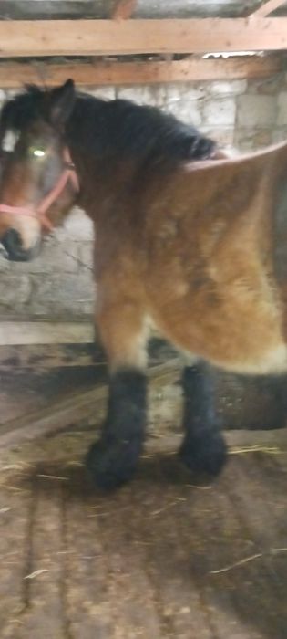 Vând iapa  murga  ardeneza