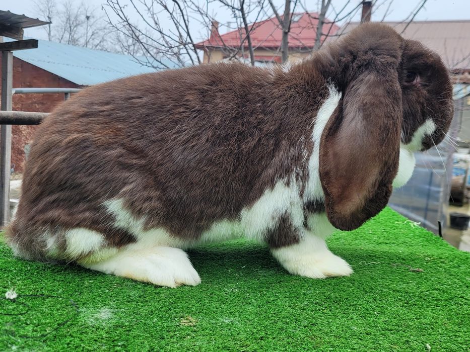 Iepuri Berbec German