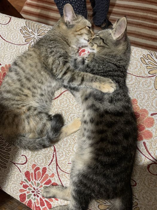 Котята полосатые