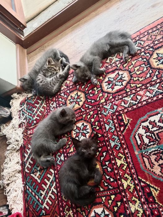 Tekinga beramza srochny