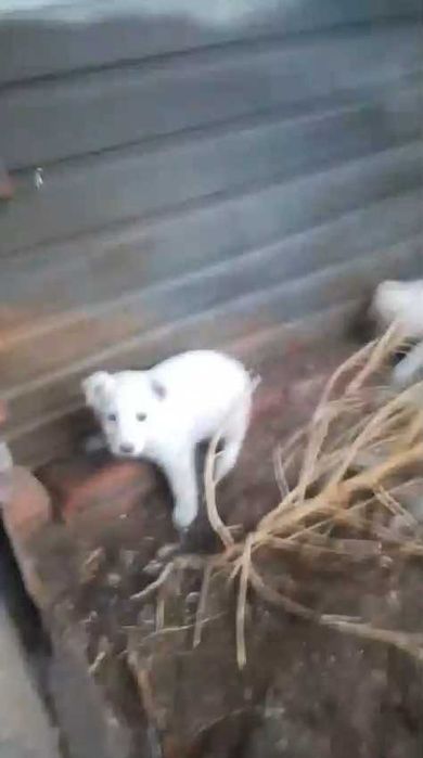 Подкинули щенков. Нужен дом!