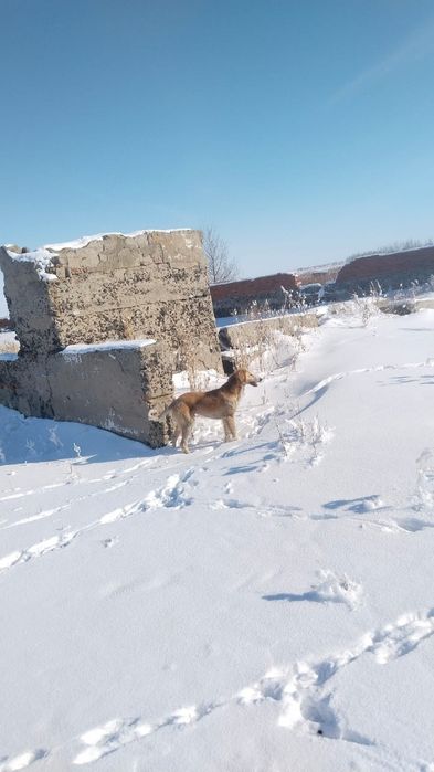 Гончие Тазы срочно