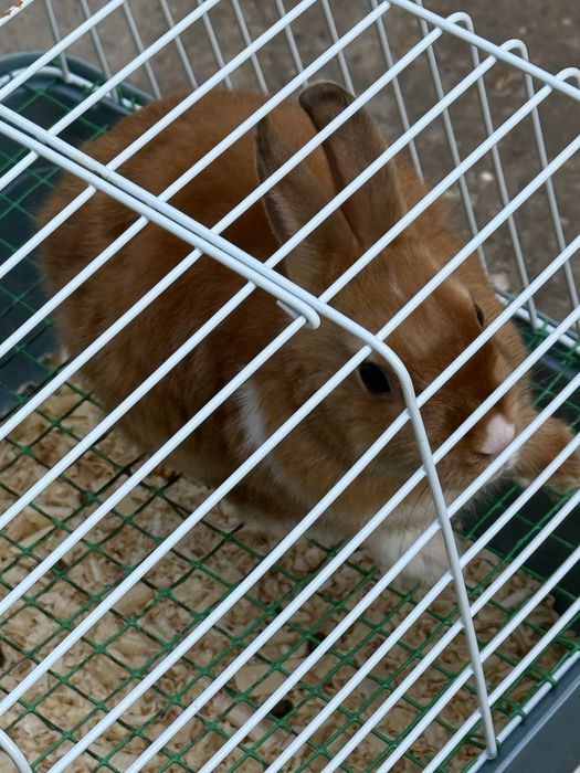 Karlik quyon sotiladi