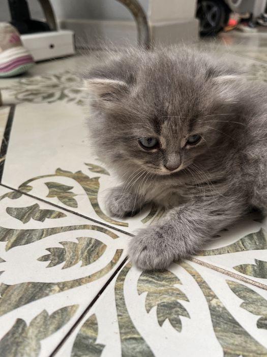 Котенок породистый