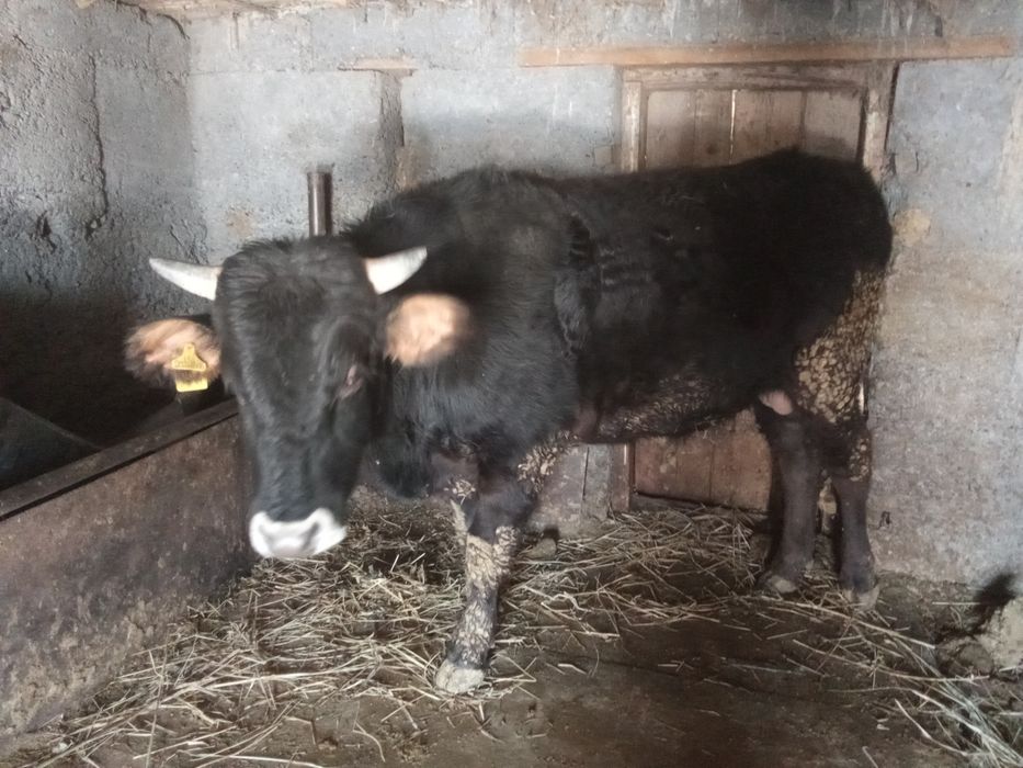 3 жасар бука сатылады