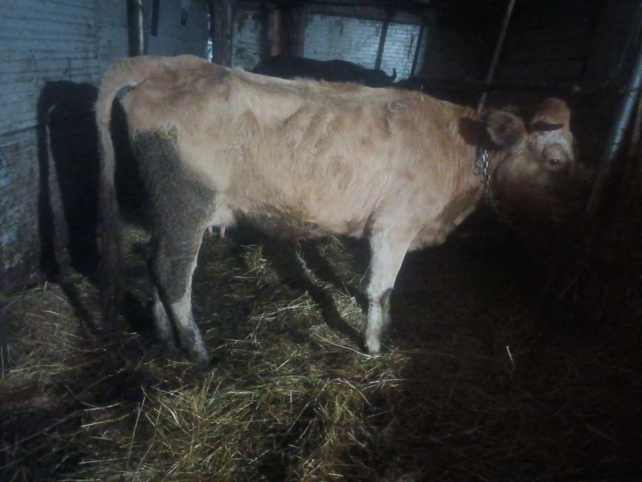 Vind 2 juninci de bivol afata 7-8luni și o juninca afata 4 luni cu 7