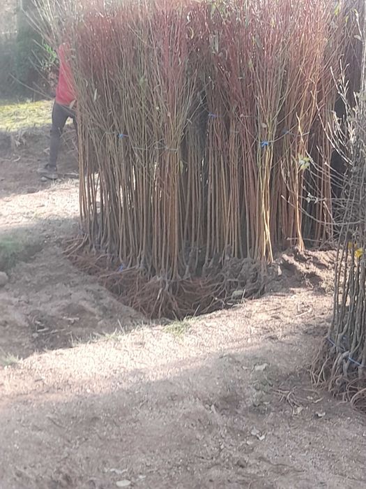 Pomi fructiferi de vânzare