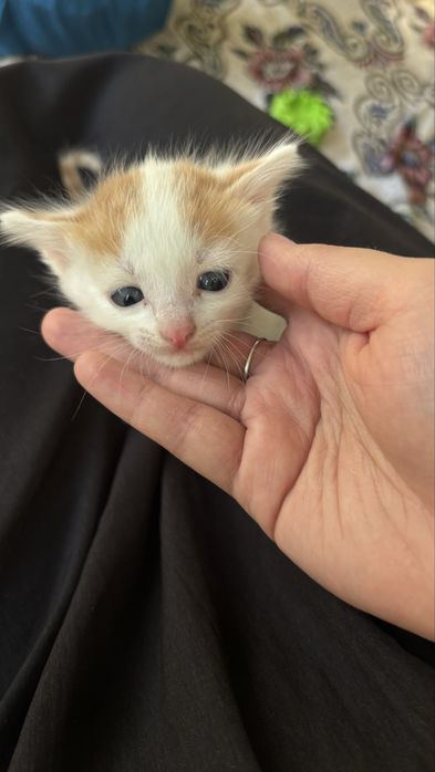 Отдам котёнка в добрые руки