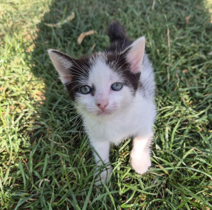 Ofer spre adoptie pui de pisica