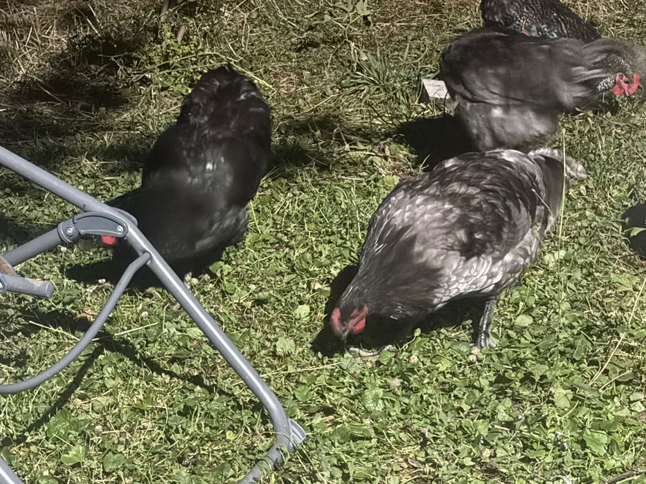 Cocoși Australop și alte rase