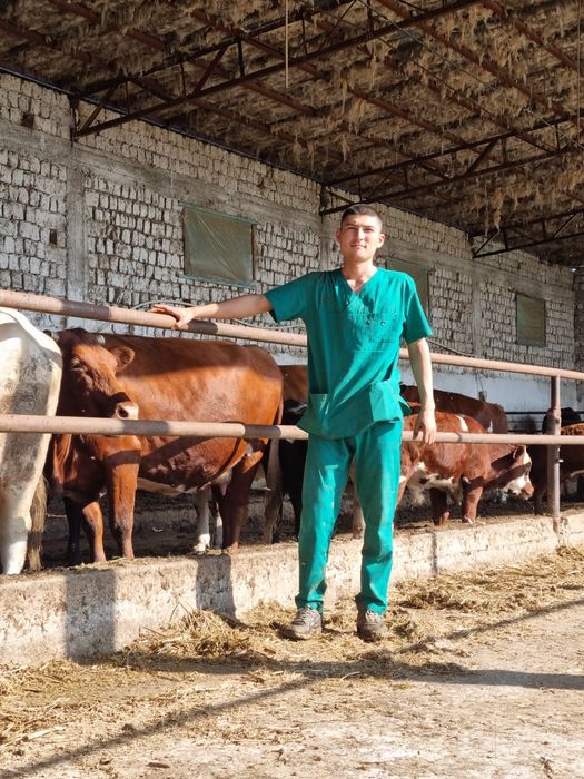 Veterinariya Xizmati tez qulay  SAMARQAND  PASTARGʻOM ,  HAZORA ,  SHA