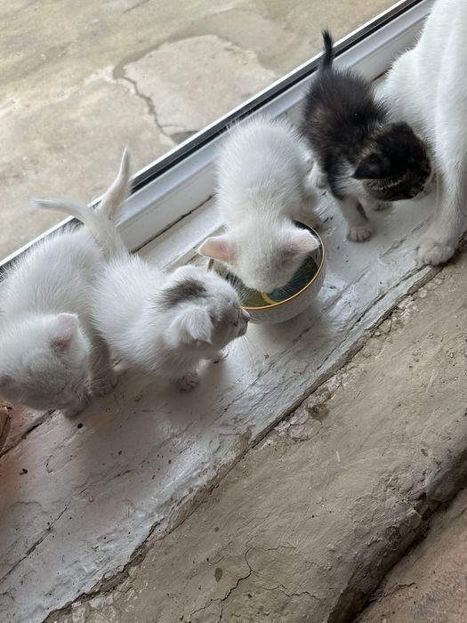 Котята породистые