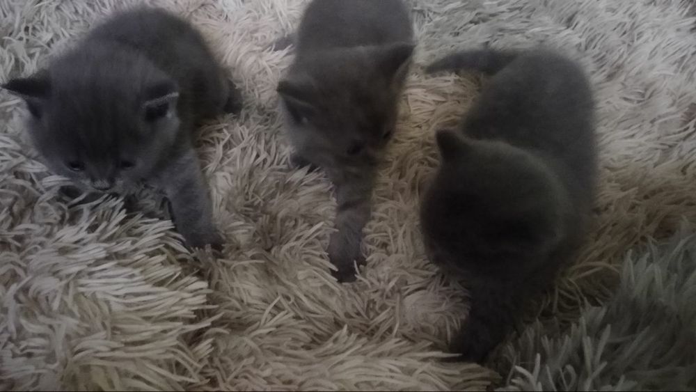 Skottish strayt мушукчалар