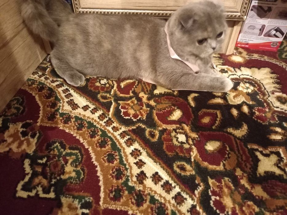 Скоттиш Фолд мушук сотилади!