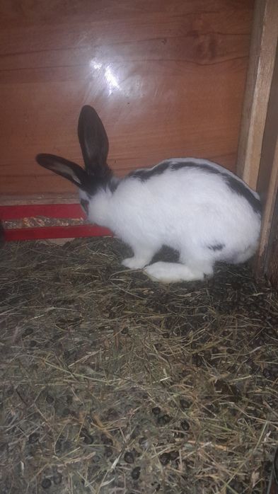 Femele fluture german