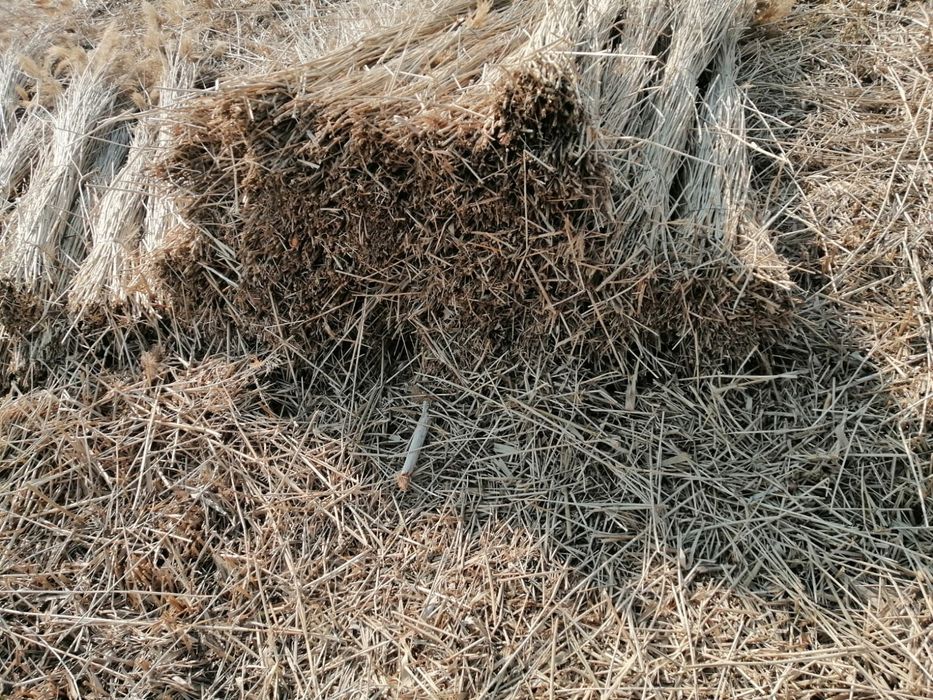 Maldari și snopi de stuf