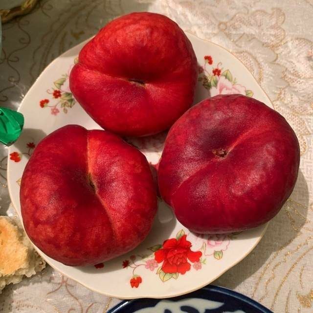 ANJIR SHoftolini barcha turidan bor arginal padvoyda sogʻlom kuchatlar