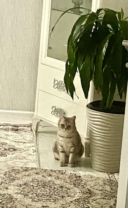 Отдам в хорошие руки очень чистоплотную кошку. К лотку приучена.