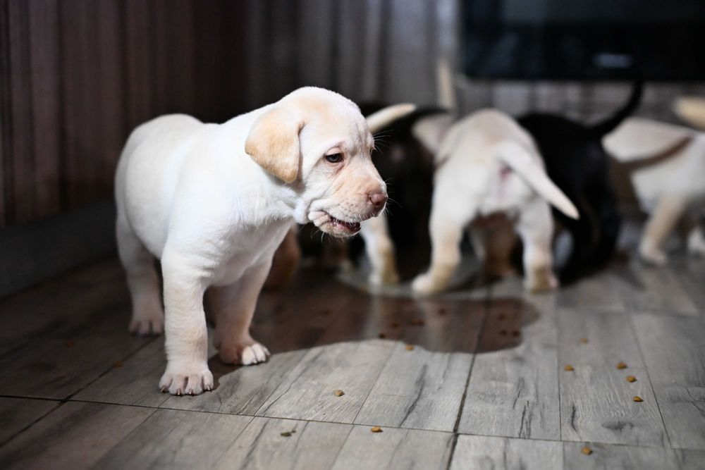 Labrador Retriver