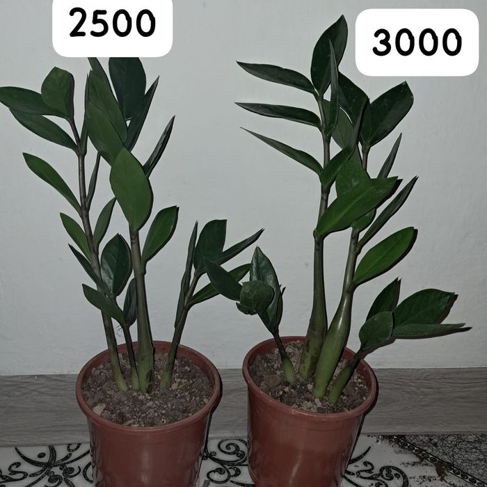 Доллары Мырзакент