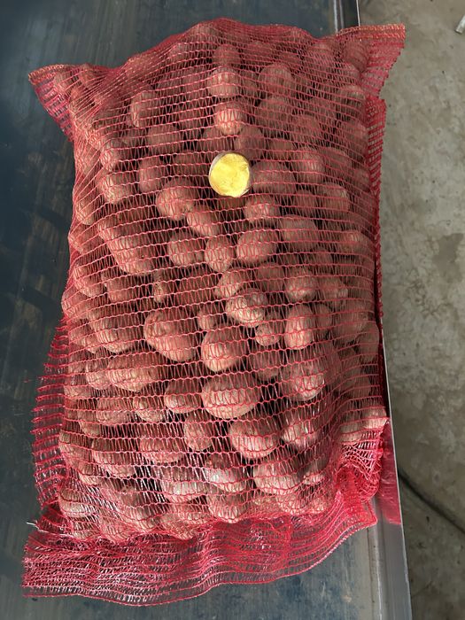 cartofi de sămânță roșii și albi