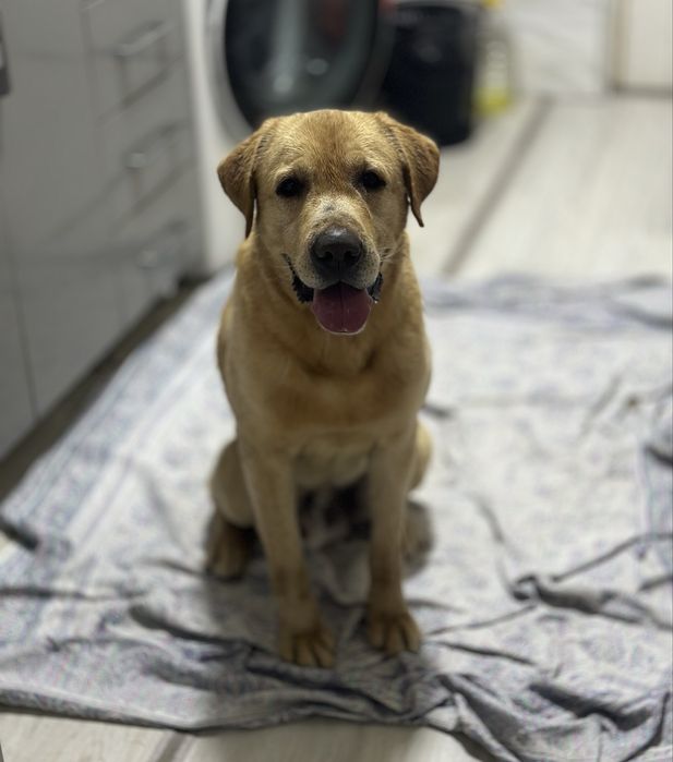 Лабрадор ретривер