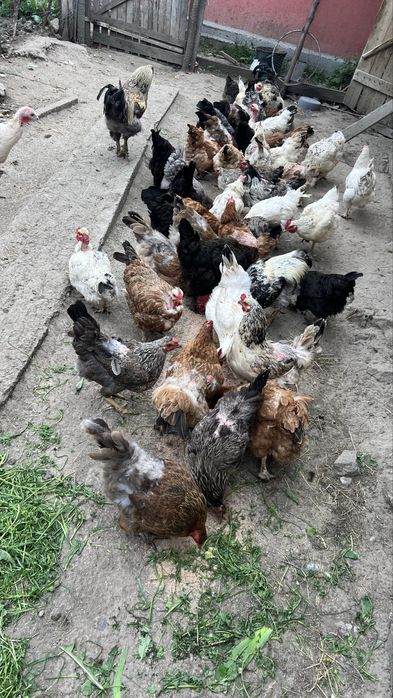 Gaini crescute la țară, hranite natural