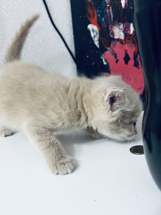Котенок ищет дом