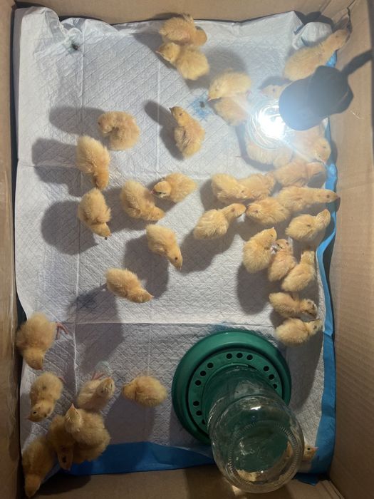 Продам перепелок Атырау