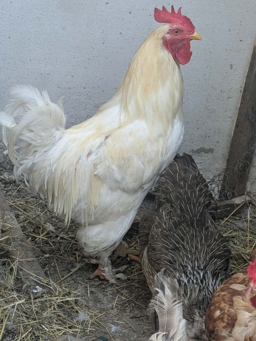 De vanzare  gaini pitice rate mute un cocos   gaini de casa SI porumbei