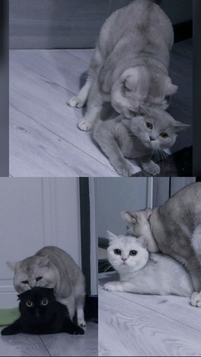 Вязка, серебристая шиншилла