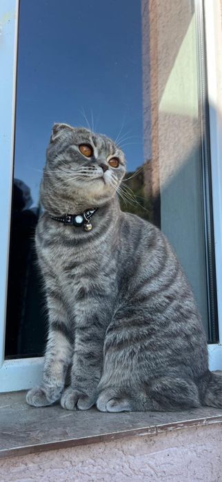 .Brittish & Scottish.